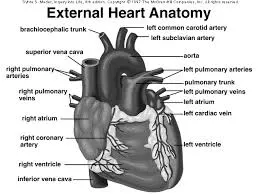 Human heart, external view